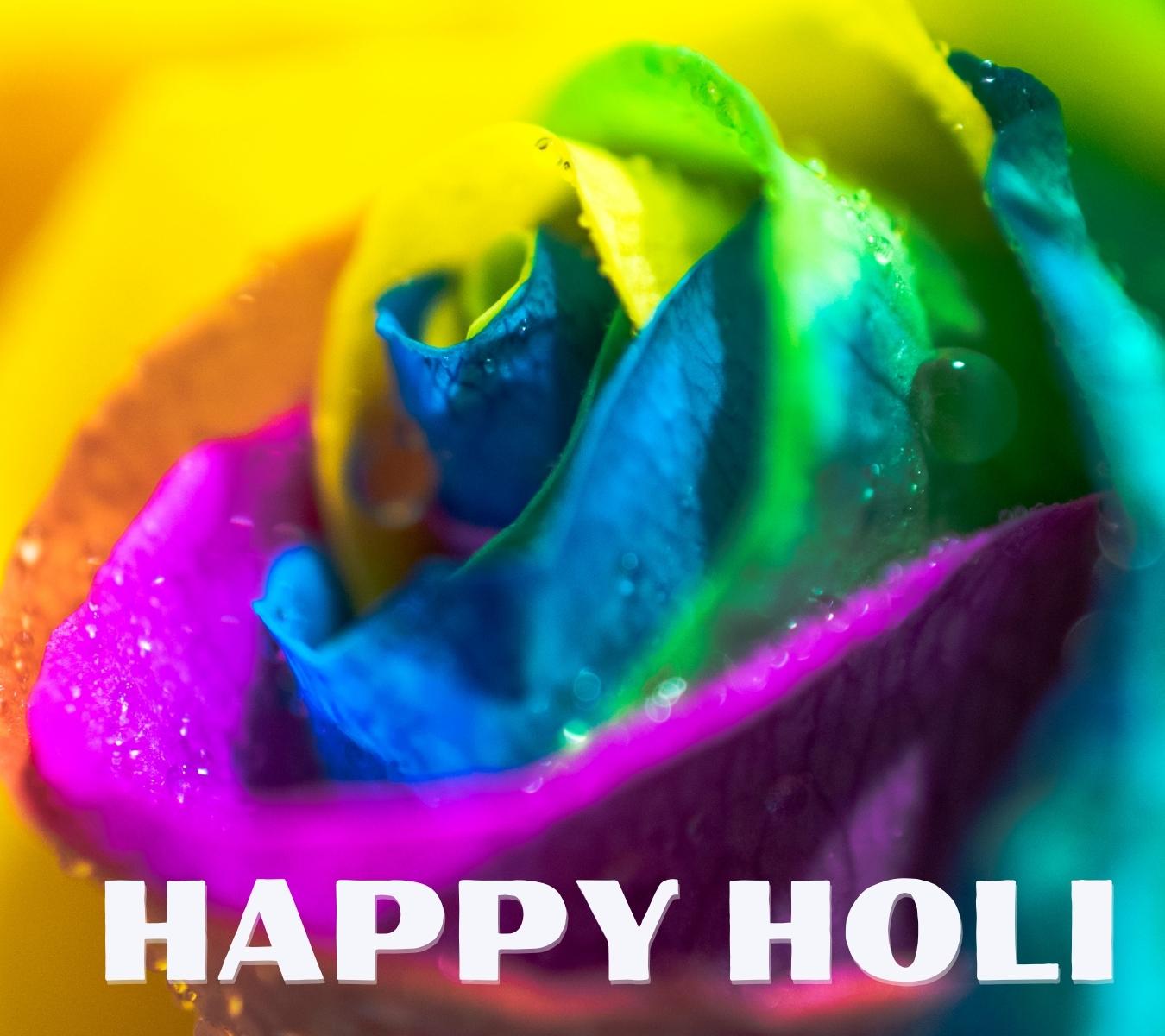 happy holi hd wallpaper with gulab download